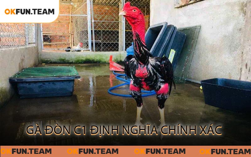 Gà Đòn C1 - Chinh Phục Đỉnh Cao Của Chiến Kê Huyền Thoại