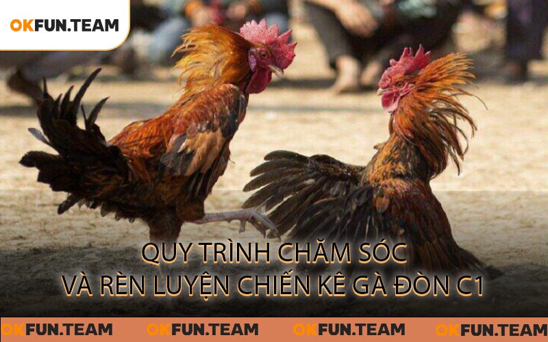 Gà Đòn C1 - Chinh Phục Đỉnh Cao Của Chiến Kê Huyền Thoại