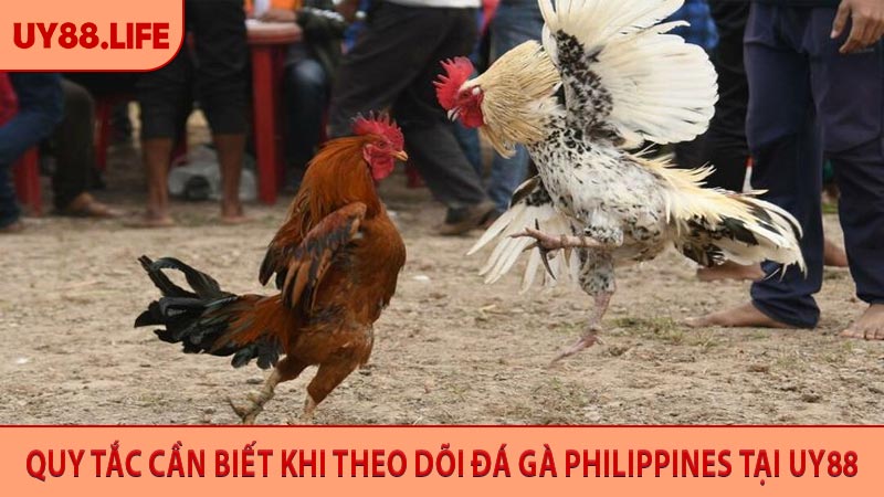Đá Gà Philippines - Trải Nghiệm Đấu Kê Trực Tuyến Kịch Tính